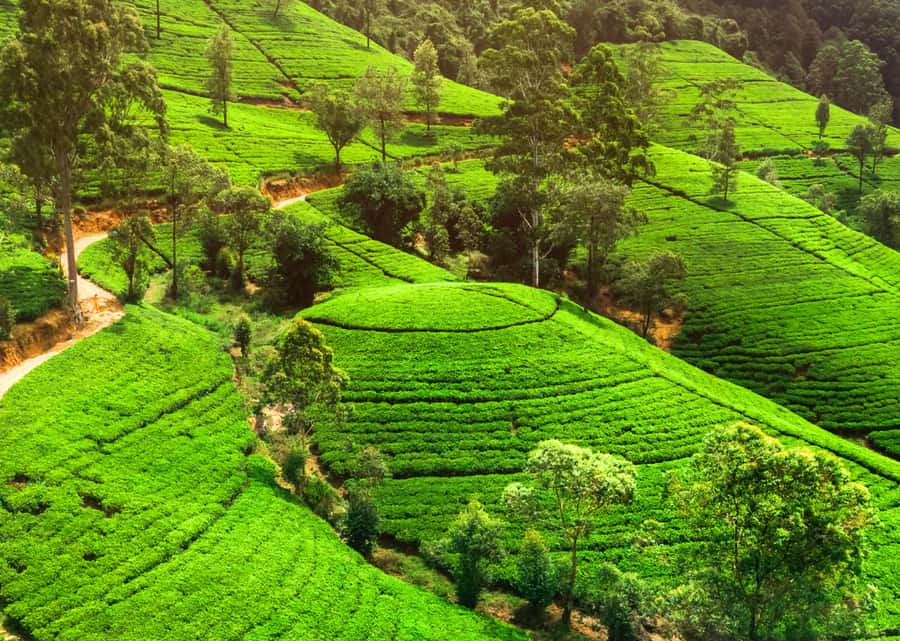 Sri Lanka Private 2-day Tour:Train Trip, Kandy, Nuwara Eliya - Tea country and the factory visit