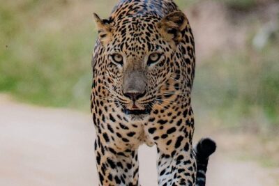 Sri Lanka private tour package 9 night 10 Day with driver+vehicle+accommodations