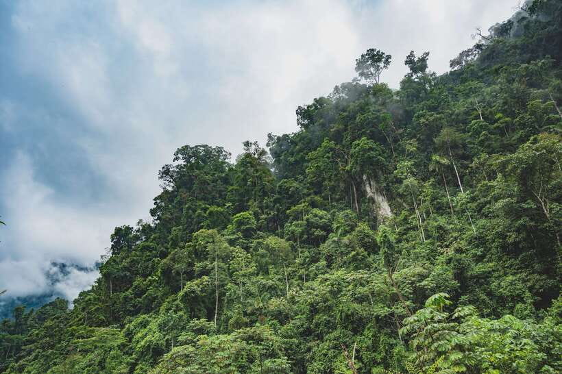 Sri Lanka: Sinharaja rainforest tour from Colombo, Bentota - Who should choose this Sinharaja outing?