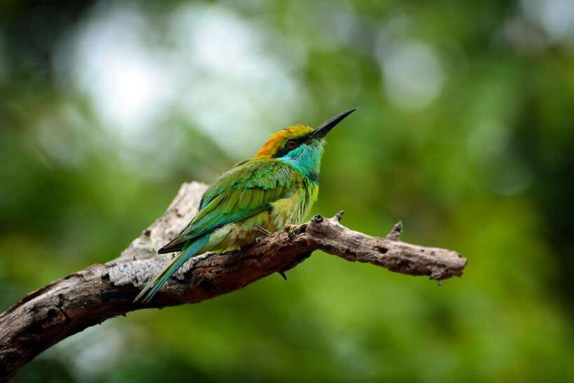 Sri Lanka: Sinharaja rainforest tour from Colombo, Bentota - Waterfalls that break up the forest walk