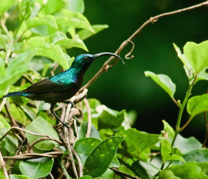 Sri Lanka: Sinharaja rainforest tour from Colombo, Bentota - Birdwatching with a chance to see endemic species