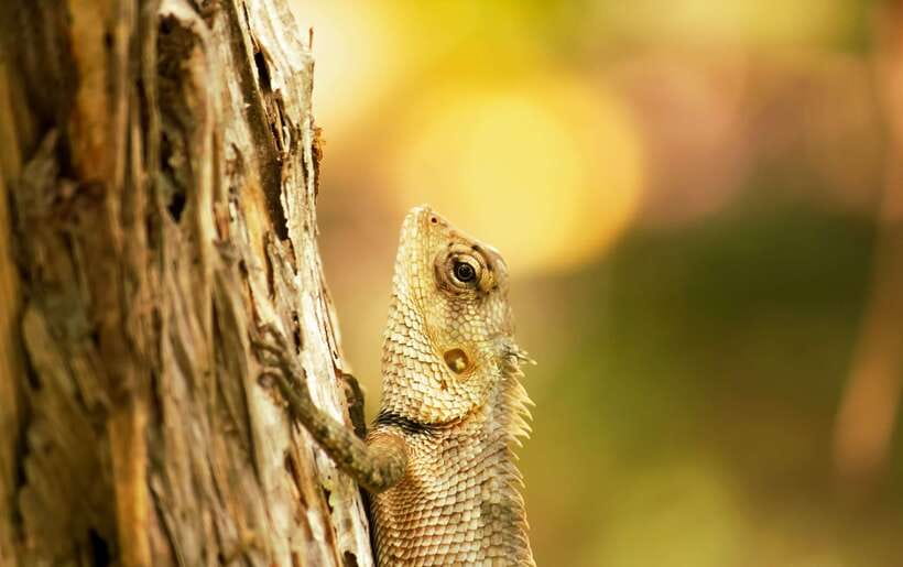 Sri Lanka: Sinharaja rainforest tour from Colombo, Bentota - The climb to Sinharaja’s tallest peak