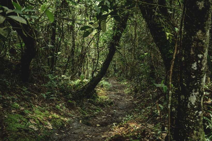 Sri Lanka: Sinharaja rainforest tour from Colombo, Bentota - Is $195 per person fair value?