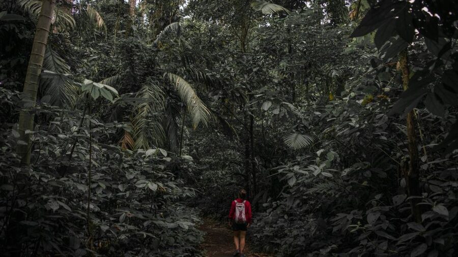 Sri Lanka: Sinharaja rainforest tour from Colombo, Bentota - What to pack for a wet forest day