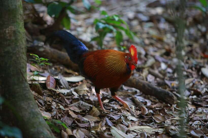 Sri Lanka: Sinharaja rainforest tour from Colombo, Bentota - Four hours among trees, orchids, and rainforest plants