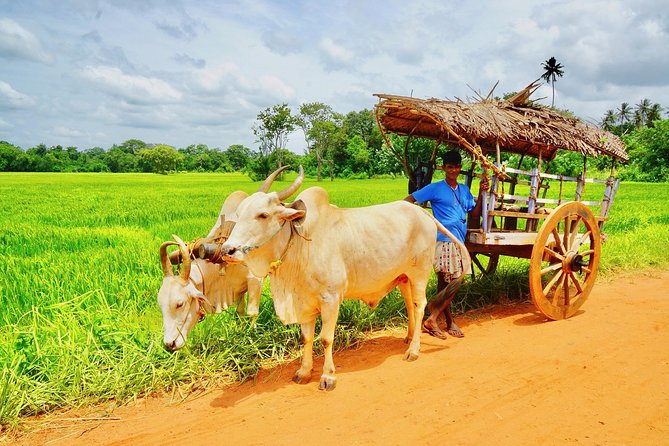 Sri Lanka Travel in 08 Nights 09 Days - Day 6: Ella’s bridge, Yala safari, and Rawana Falls