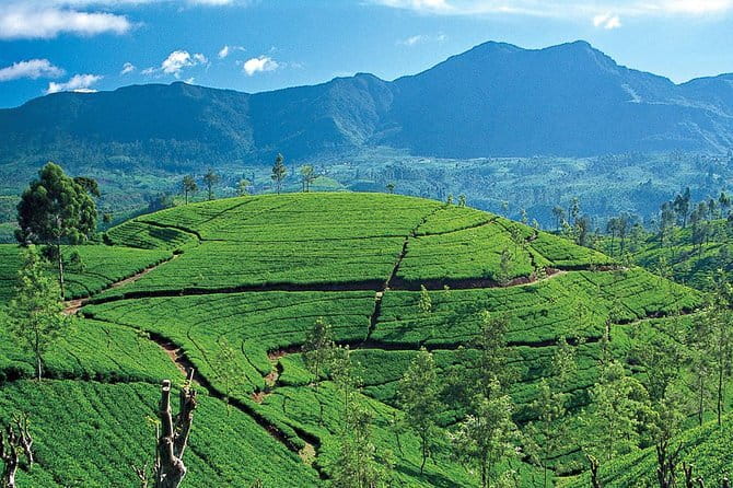 Tuk tuk colombo Sightseeing tour - Tea, local food, and the parts not covered