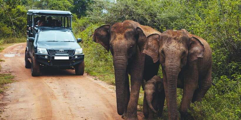 Udawalawa National Park: All-Inclusive Private Day Tour - Why Udawalawe works so well for a one-day safari