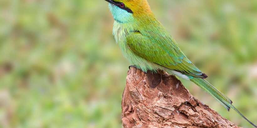 Udawalawa National Park: All-Inclusive Private Day Tour - Choosing morning or afternoon