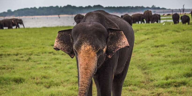 Udawalawa National Park: All-Inclusive Private Day Tour - Photography, comfort, and the rough bits