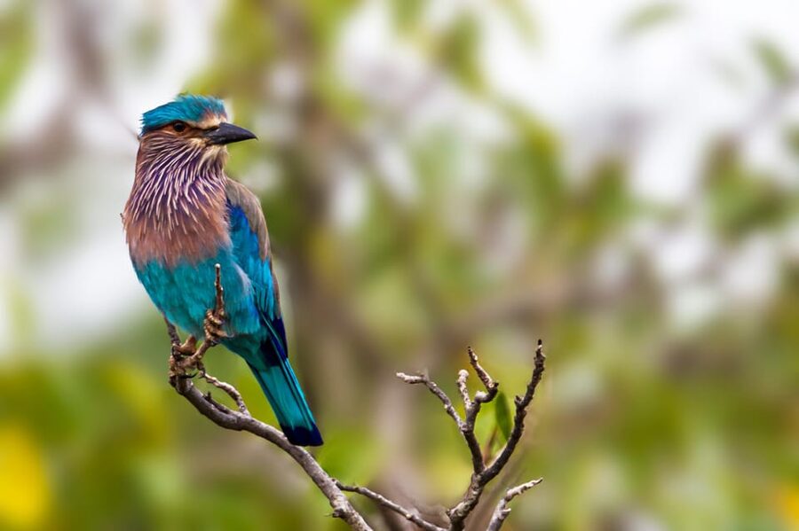 Udawalawa National Park: All-Inclusive Private Day Tour - Who will get the most from this day