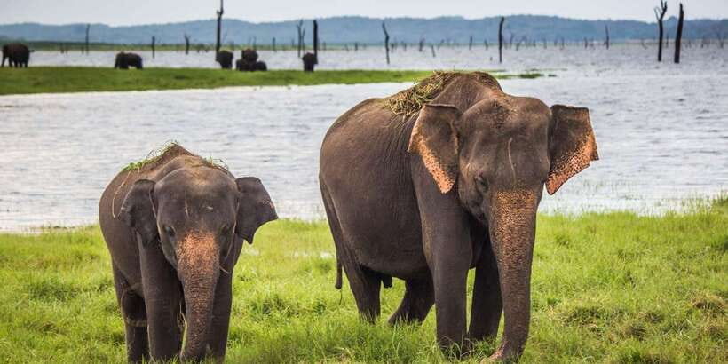 Udawalawa National Park: All-Inclusive Private Day Tour - Reaching the park and changing into the safari jeep