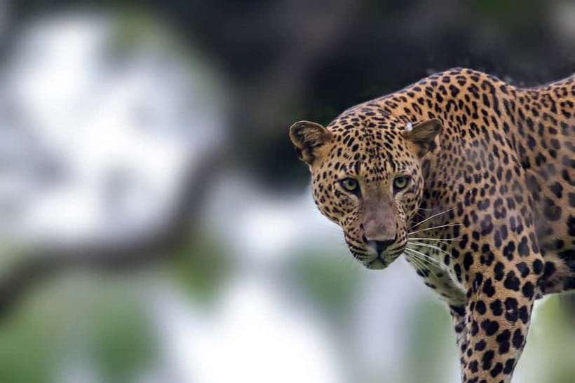 UDAWALAWA SAFARI TOUR from HAMBANTOTA PORT (Shore Excursion) - Quick facts about the Hambantota safari