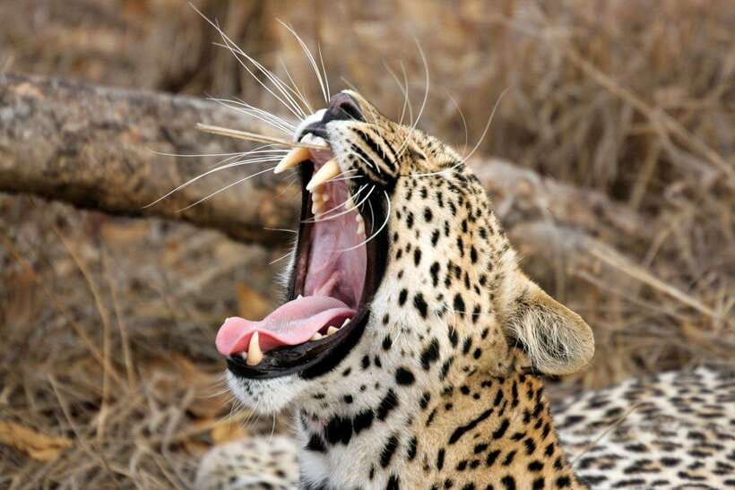 UDAWALAWA SAFARI TOUR from HAMBANTOTA PORT (Shore Excursion) - Practical tips before you book