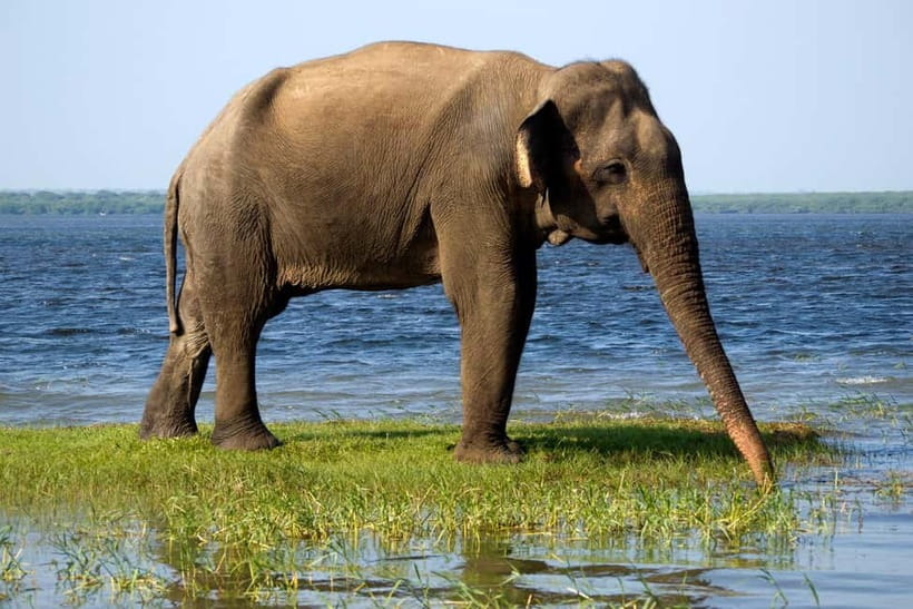 UDAWALAWA SAFARI TOUR from HAMBANTOTA PORT (Shore Excursion) - What you can see on the safari drive