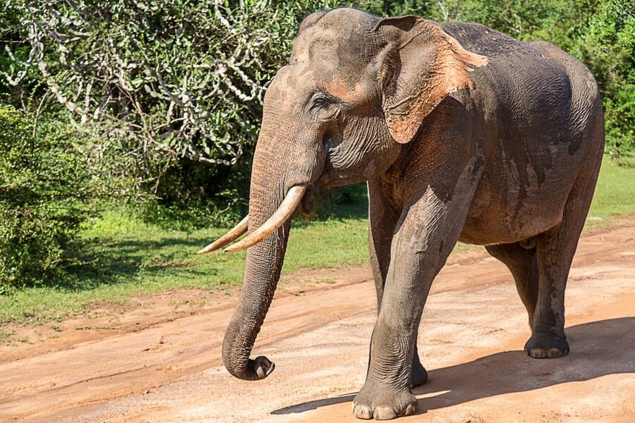 UDAWALAWA SAFARI TOUR from HAMBANTOTA PORT (Shore Excursion) - The main drawbacks to consider