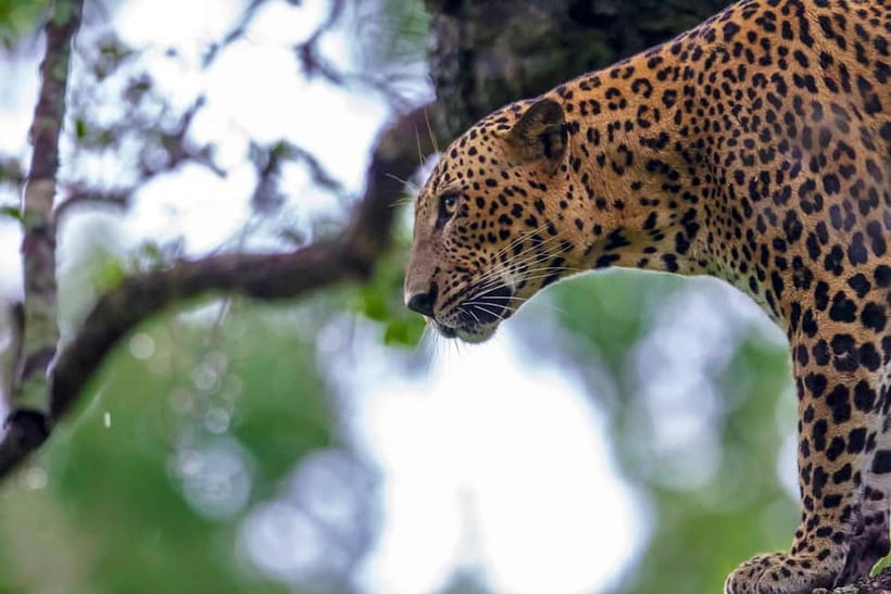 UDAWALAWA SAFARI TOUR from HAMBANTOTA PORT (Shore Excursion) - Who will enjoy this day most?