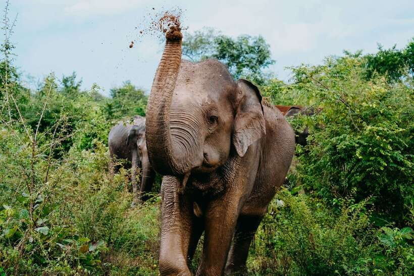 Udawalawe National Park: Elephant Safari with Expert Guide - Key points at a glance