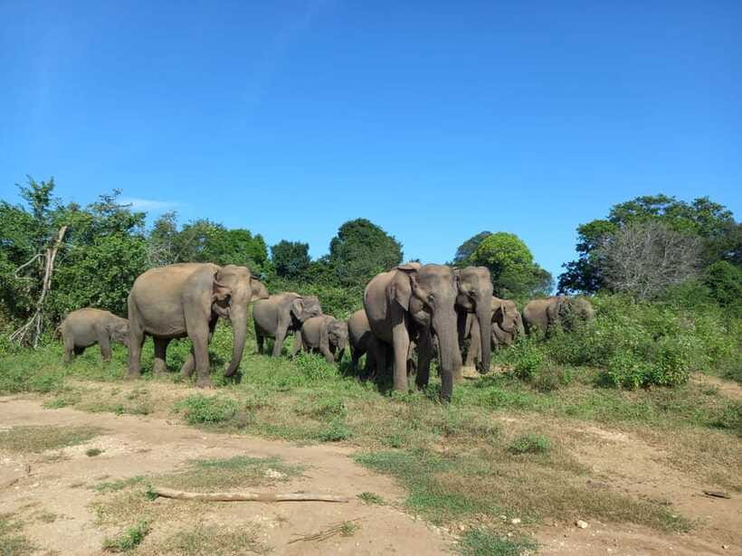 Udawalawe National Park: Elephant Safari with Expert Guide - The guide can make or break the morning