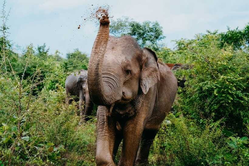 Udawalawe National Park: Elephant Safari with Expert Guide - Respect for animals matters here