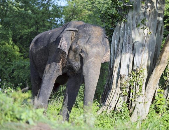 Udawalawe National Park Safari With Transfers From Colombo - Why Udawalawe Works as a Colombo Day Trip