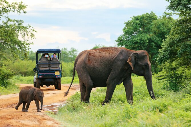 Udawalawe National Park Safari With Transfers From Colombo - The Colombo Pickup and Four-Hour Ride