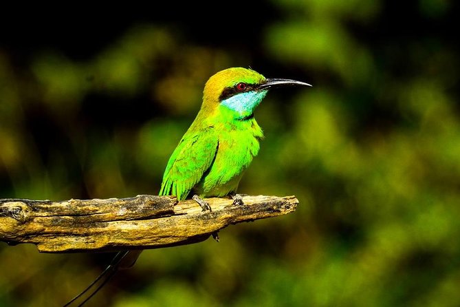 Udawalawe National Park Safari With Transfers From Colombo - What the $175 Price Really Covers