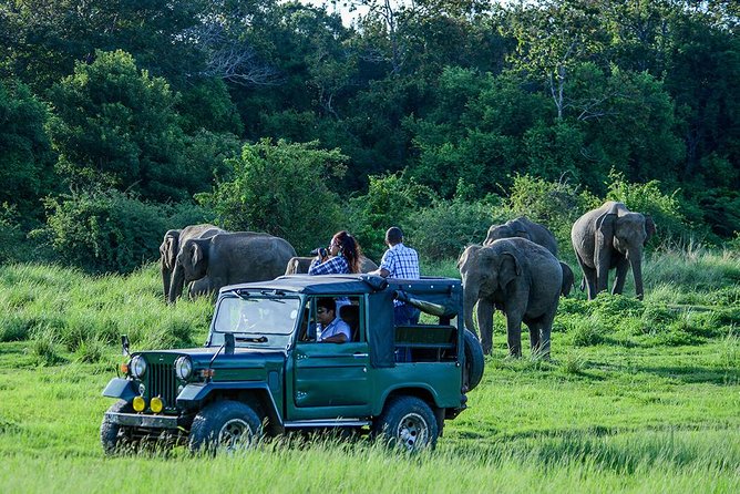 Udawalawe Safari Day Trip from South Region & Transfer to Ella - Key points to know before booking