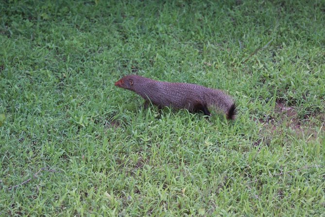 Udawalawe Safari Day Trip from South Region & Transfer to Ella - Is the transfer to Ella clear enough?
