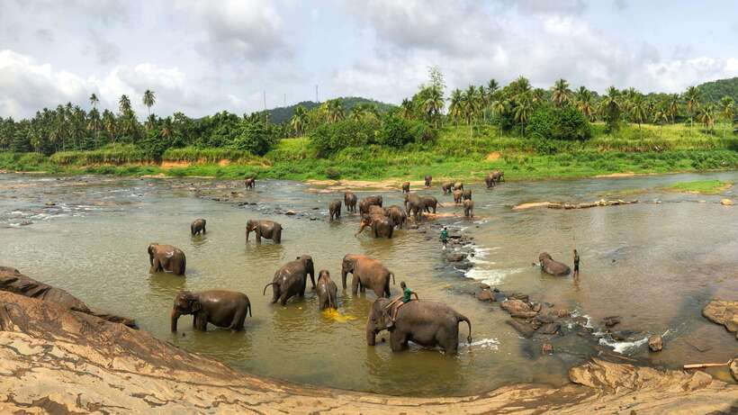 Visit sri Lanka 7 Days Round Trip - Day 5: Yala National Park and the south coast