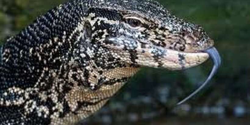 West coast Beach, River Mangroves lagoon, Wildlife boat Tour - Key points to know before booking