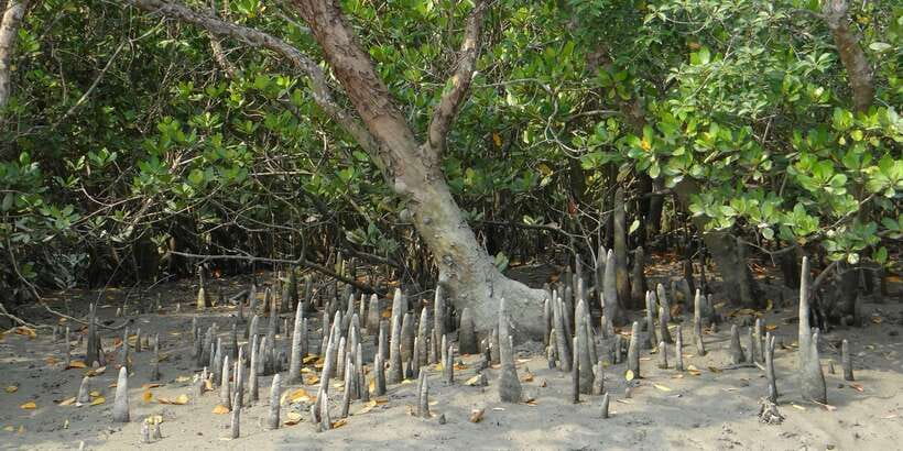 West coast Beach, River Mangroves lagoon, Wildlife boat Tour - Why the mangrove lagoon is the star of the day