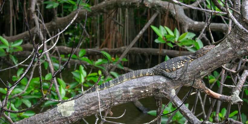 West coast Beach, River Mangroves lagoon, Wildlife boat Tour - A thoughtful stop at the sea turtle centre