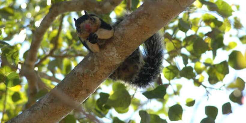 West coast Beach, River Mangroves lagoon, Wildlife boat Tour - How much value do you get for $90?