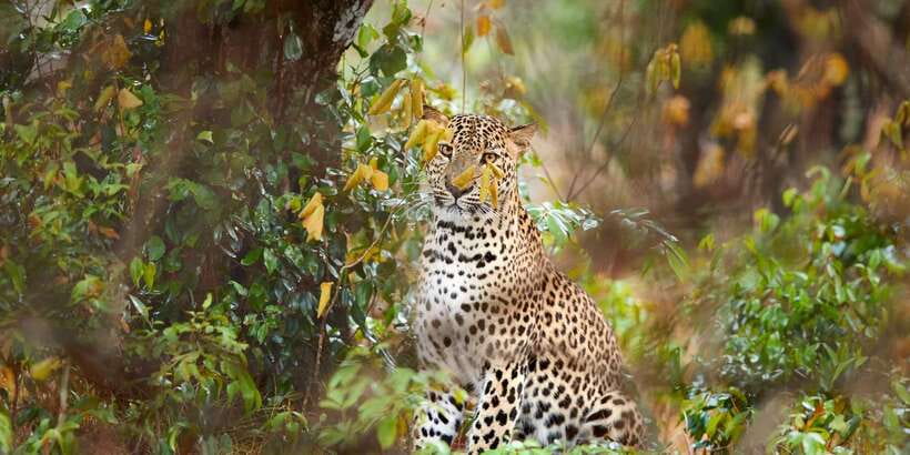 Wilpattu National Park Safari Tour from Colombo - Key points to know before you book
