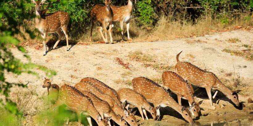 Wilpattu National Park Safari Tour from Colombo - Three hours in a Wilpattu 4WD jeep