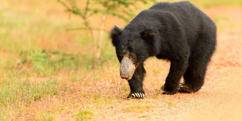 Wilpattu National Park Safari Tour from Colombo - Lunch near Puttalam, and what it really includes