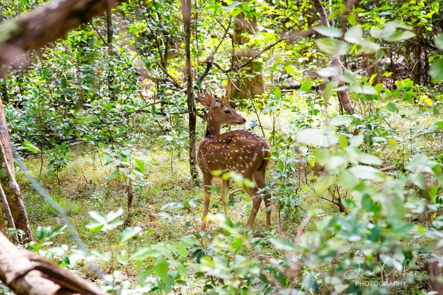 Wilpattu National Park Safari Tour from Colombo - Who should book this Wilpattu day trip
