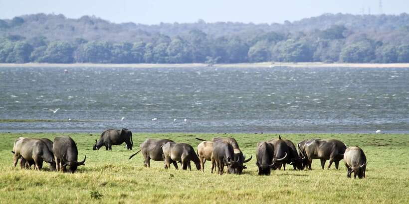 Wilpattu National Park Safari Tour from Colombo - Is one day enough for Wilpattu?