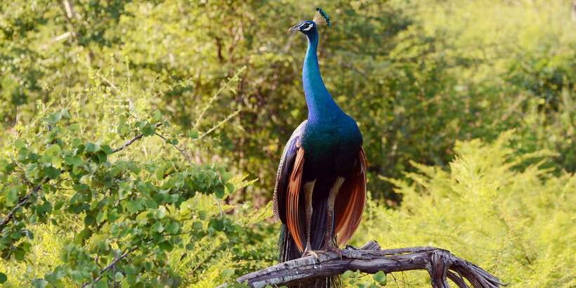 Wilpattu National Park Safari Tour from Colombo - The Colombo pickup and the four-hour drive