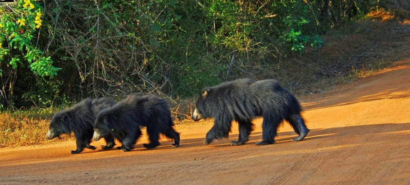 Wilpattu: Private Safari Day Trip with Lunch & Entry Fees - Key points to know before you book