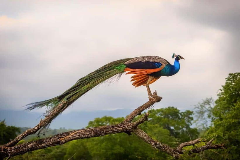 Wilpattu: Private Safari Day Trip with Lunch & Entry Fees - Why Wilpattu is worth the early start
