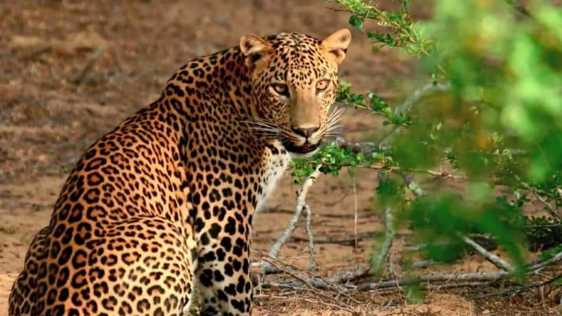Wilpattu: Private Safari Day Trip with Lunch & Entry Fees - The road to Wilpattu from your hotel
