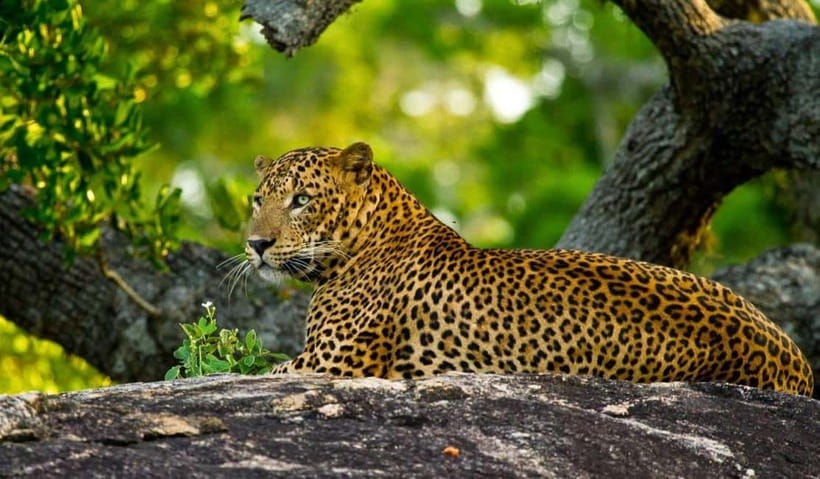 Wilpattu: Private Safari Day Trip with Lunch & Entry Fees - Four hours in a private safari jeep