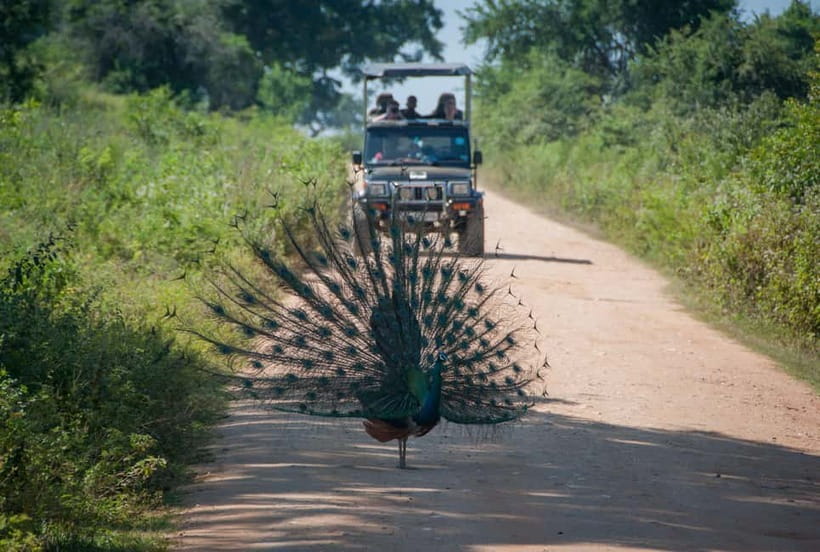 Wilpattu: Private Safari Day Trip with Lunch & Entry Fees - The private format and who will enjoy it most
