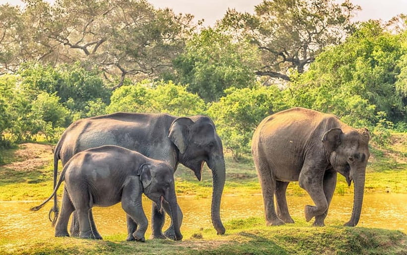 Wilpattu: Private Safari Day Trip with Lunch & Entry Fees - Simple rules that protect the park