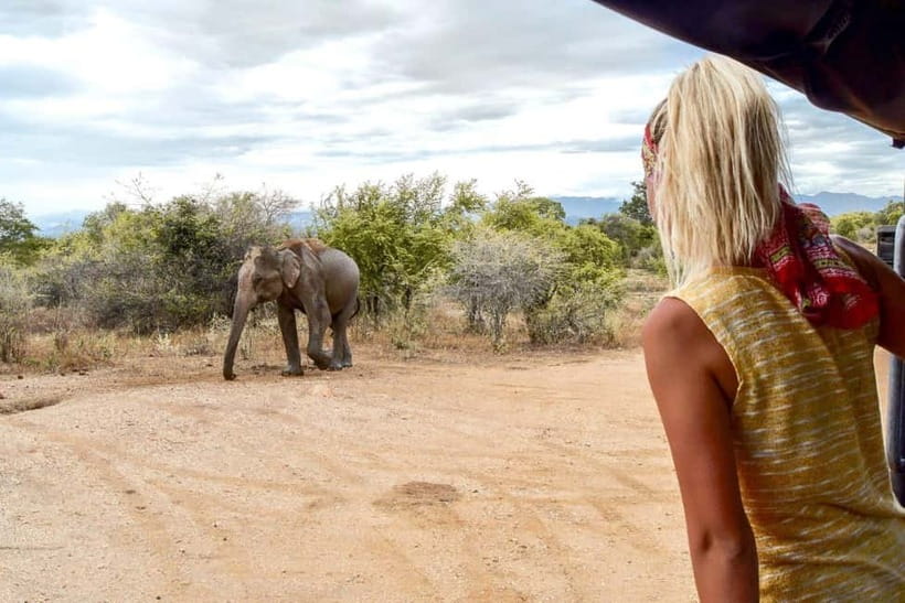 Wilpattu: Private Safari Day Trip with Lunch & Entry Fees - Choosing a morning or afternoon safari