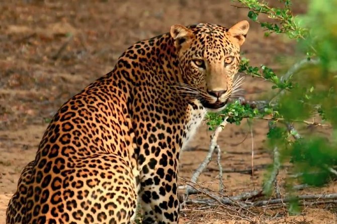 Yala Full Day Safari with Picnic Lunch - Private & All Inclusive - Key points to know before booking