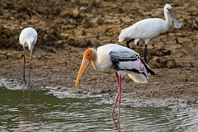 Yala Full Day Safari with Picnic Lunch - Private & All Inclusive - What the all-inclusive price covers