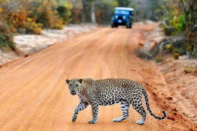 Yala Full Day Safari with Picnic Lunch – Private & All Inclusive